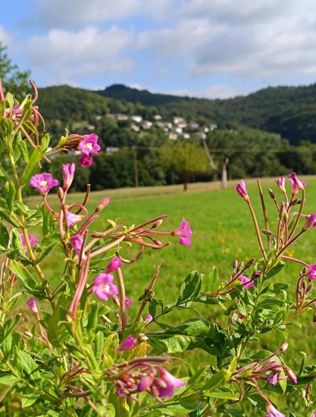 Ferienwohnung Zum Maerchenwald Bergfreiheit Екстериор снимка